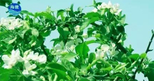 烟台黄瓜软件下载生物带你走进文登----朴实的大叔给你讲述华丽的效果