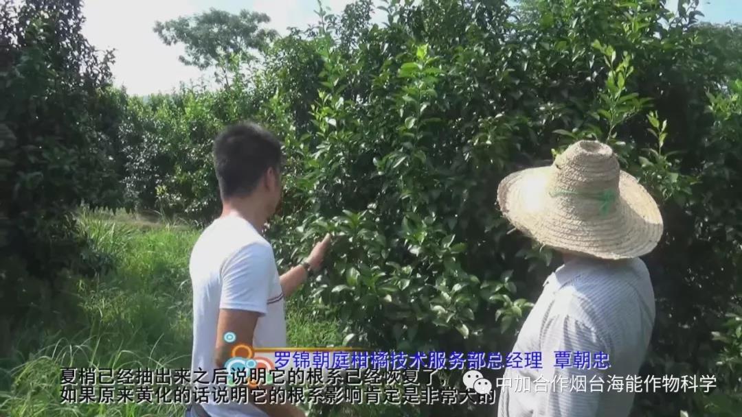 颗粒水溶肥