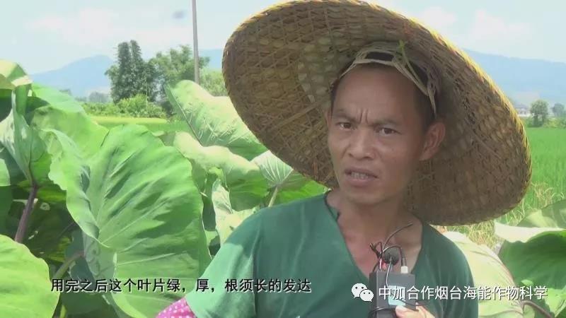 颗粒水溶肥