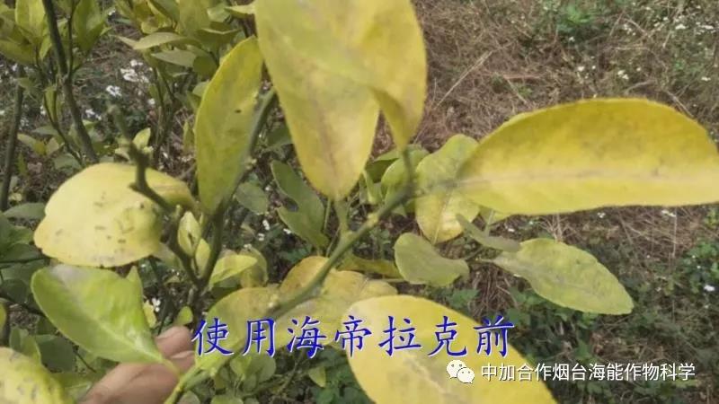 颗粒水溶肥