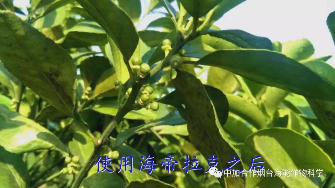 颗粒水溶肥