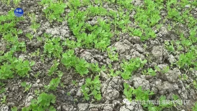 颗粒水溶肥