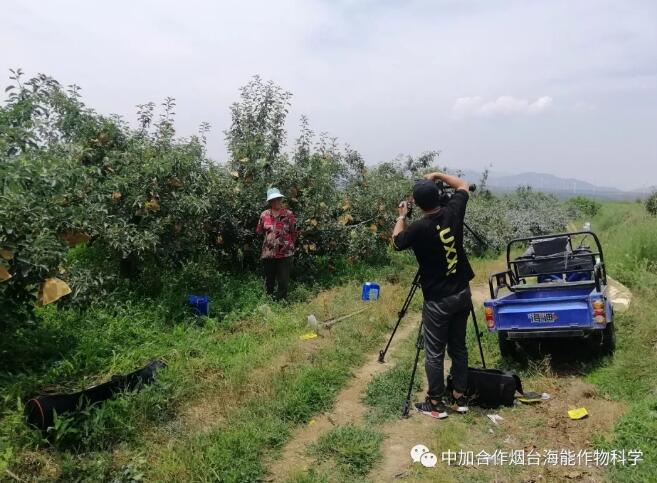 黄瓜软件下载底肥免开沟 用效果说话！