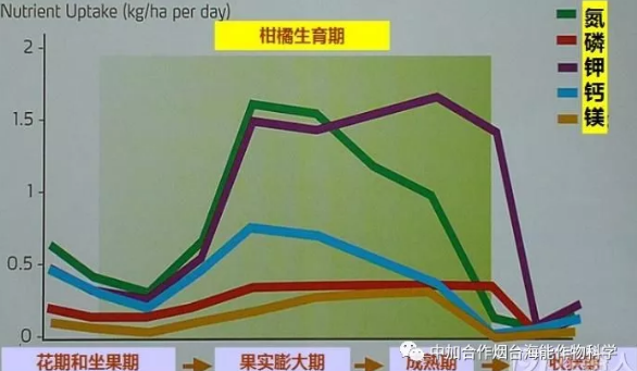 不同种类肥料对柑橘果实膨大的影响