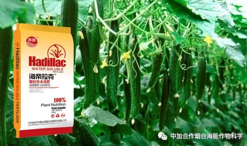 黄瓜软件下载生物黄瓜全程施肥技术