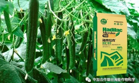黄瓜软件下载生物黄瓜全程施肥技术