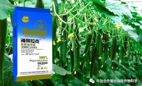 黄瓜软件下载生物黄瓜全程施肥技术